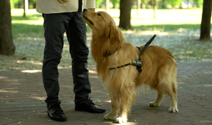 DOG WALKING